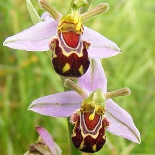 PERZOE Semi di fiori di orchidea ape rara da 100 pezzi, decorazione di piante bonsai da balcone per giardino domestico Semi di fiore dell'orchidea dell'ape