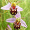 PERZOE Semi di fiori di orchidea ape rara da 100 pezzi, decorazione di piante bonsai da balcone per giardino domestico Semi di fiore dell'orchidea dell'ape