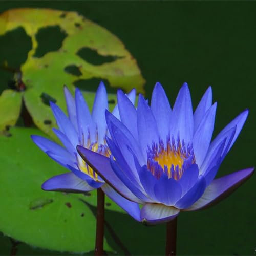kiskick 20 Stück/Beutel, Lotussamen, einfach zu pflanzen, blühende Pflanzen, lebensfähig, für die Aussaat im Innen- und Außenbereich, Bonsai-Samen für den Garten, ideale Gartengeschenke für M