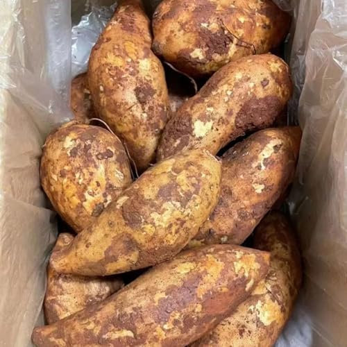 50 pcs Yacon Samen, Yacon Pflanze steingartenpflanzen winterhart, obstsamen Smallanthus sonchifolius luftreinigende zimmerpflanzen, baumschutz winter kletterpflanzen winterhart schnellwachsend