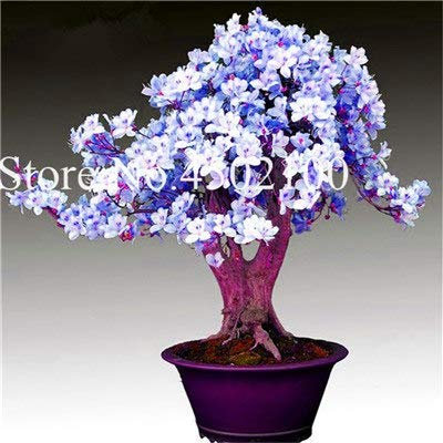 Bloom Green Co. 100 Stück Exotische Japanische Azalee Bonsai, Misch Rhododendron Azalee, Azaleen-Blumen-Bonsai-Baum Diy Seedssplant Für Hausgarten: 7