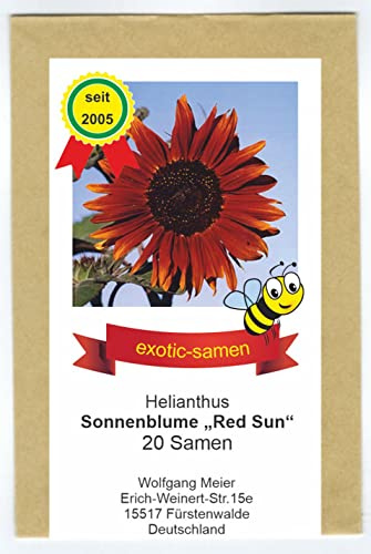 Rote Sonnenblume - Bienenweide - Red Sun - samenfeste Sorte - 20 Samen
