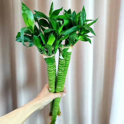 100 pcs Glücksbambus Samen gartenpflanzen Dracaena sanderiana, pflanzen für sonnige plätze bonzai baum pflanzendeko pflanzen für sehr dunkle räume gärtnern spezielle samen garten geschenke