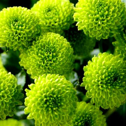 Dahlia Plant -Hardy Perennial,Dahlia Plants UK, Excellent Display-A-2 Bulbs