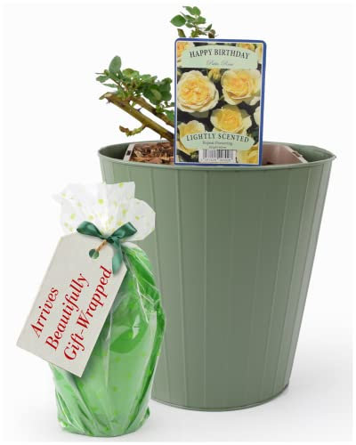 Happy Birthday Rose Plant – Celebration 5.5 Litre Potplant, Inside A Cream Tin Planter. Beautifully Gift Wrapped. They are Real, Living, British Grown, Garden Ready, Indoor or Outdoor Flowers
