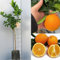 SAVINI VIVAI Orangenpflanze, Zitrusbaum, süße Orange mit gelbem Fruchtfleisch, Washington Navel in Phytocell, Höhe 100–120 cm, 1 Jahr Veredelung, hergestellt in Italien
