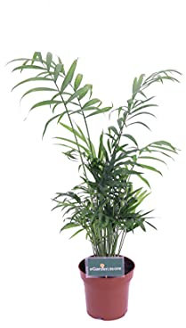 Pianta di Chamaedorea Elegans Pianta di Palma della Fortuna pianta da interno pianta da arredo pianta ornamentale di Chamaedorea pianta vera venduta da eGarden.store (Vaso 12 cm)