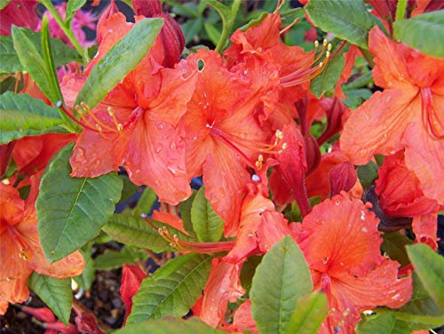 Azalea Japonica Vuyks Orange - Plant in 9Cm Pot