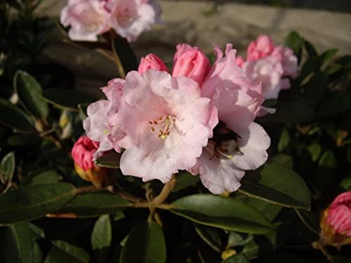 Rhododendron tsariense Queen Bee - Zwergrhododendron - 30-40cm