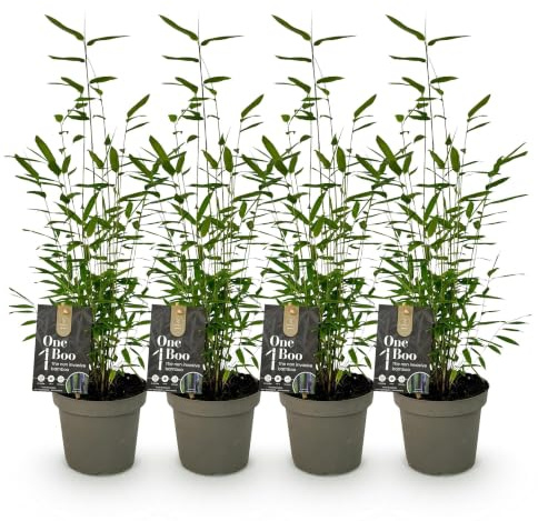Bambù Fargesia Black Dragon, sempreverde, 2 piante, diametro 14 cm, altezza 35 cm | Non si diffonde, tronchi neri, per siepi, giardino e terrazza