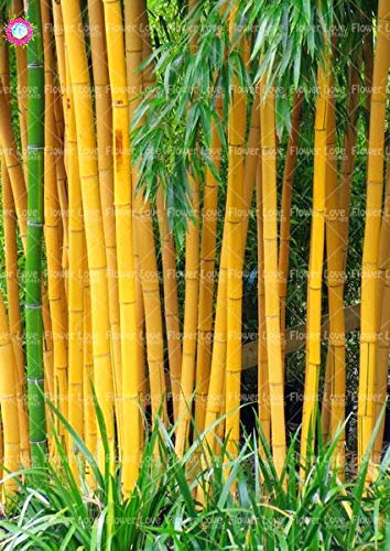 Shopmeeko 40 STÜCKE Gelb Bambus pflanze Frische Riesen Moso bambusanlage Hof Anlage Für DIY Hausgarten Dekoration: 3