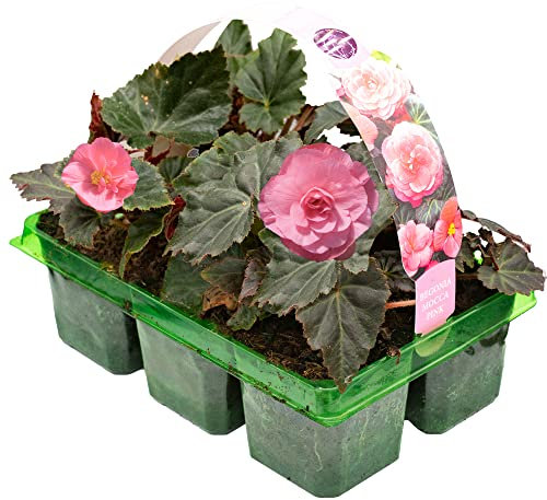 Begonia Mocca Pink | Hardy Garden Ready Plants | Flowering Hanging Basket Plants with Vibrant Summer Flowers (6 Pack)