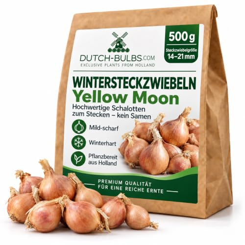Vinterschalottenlök Yellow Moon – 500g Schalottenlök – Mildt Stark