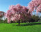100pcs graines d'arbre pleureur de saule rose