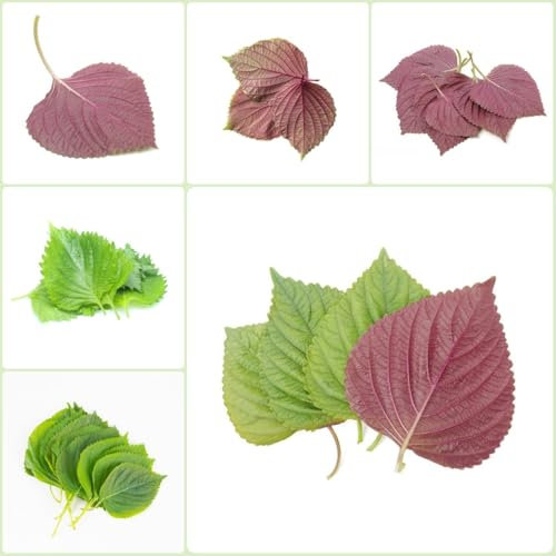 500 piezas semillas de perilla hierba jardín cocina cobertura del suelo semillas resistente semillas de shiso Semillas orgánicas de interior para lecho de hierbas cobertura del suelo