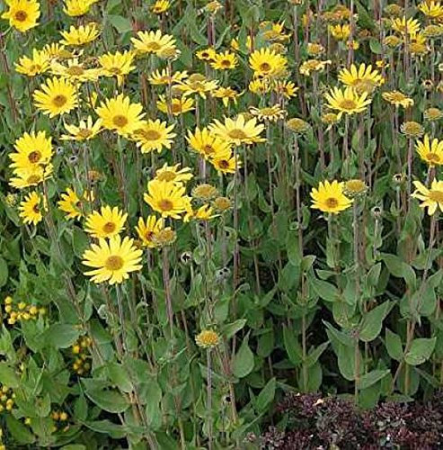 Stauden Sonnenblume - Helianthus atrorubens - lebende Gartenpflanze aus den Baumschulen