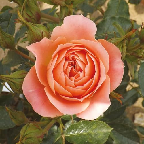 YouGarden Laura's Rose, Established Plant in 3-4 Litre Pot, Ready to Plant Patio Bush Rose with White Flowers, Repeat Flowering in Summer and Autumn, for Pots, Beds, and Borders