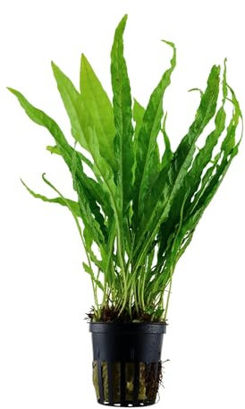 Aquafleur Microsorum pteropus (Java Fern)