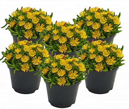 Eisblume, Mittagsblume (Delosperma), winterharte bienenfreundliche bodendeckende Staude, Sorte: Wheels of Wonder Golden Wonder, gelb blühend, kräftige Pflanze je im 12cm Topf