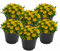 Eisblume, Mittagsblume (Delosperma), winterharte bienenfreundliche bodendeckende Staude, Sorte: Wheels of Wonder Golden Wonder, gelb blühend, kräftige Pflanze je im 12cm Topf