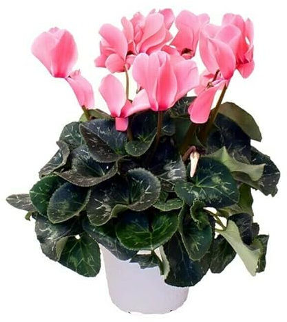 Violeta de los Alpes - Cyclamen Persicum - Planta Interior y Exterior - Flor Natural