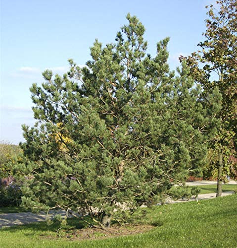 Waldkiefer 80-100cm - Pinus sylvestris - lebende Gartenpflanze aus den Baumschulen