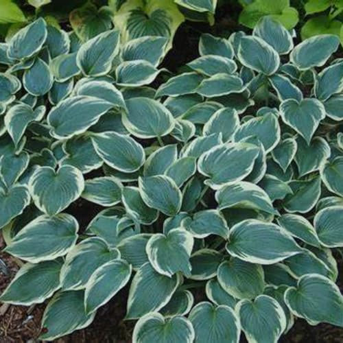 Funkien zwiebeln,winterharte pflanzen,pflegeleicht, liebt ein feuchtes Milieu und duftet angenehm,schöne und gesunde Zwiebeln, duftend,funkien hosta,hosta pflanze winterhart.-15zwiebeln-B