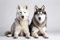 adrium Acryl-Bild 90 x 60 cm: Blick auf zwei wunderschöne Husky-Hunde (201002889)