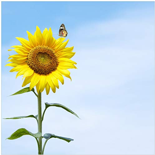 Wallario Glasbild Sonnenblume mit Schmetterling - 55 x 55 cm Wandbilder Glas in Premium-Qualität: Brillante Farben, freischwebende Optik
