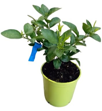 Árbol de la Lima en Maceta Planta Frutal Natural con Hojas Perennes y Limas Jugosas