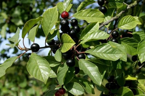 Echter Faulbaum Rhamnus frangula Pflanze 45-50cm Schießbeere Pulverholz Rarität