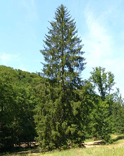 Müller Münchehof GmbH Baum des Jahres 2017 - Fichte im Topf/Container Größe 60 bis 70 cm