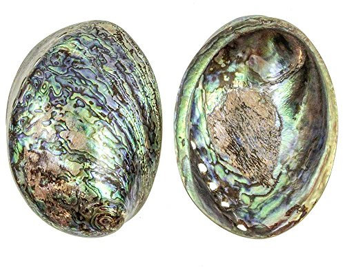 Naturosphère - Mer et Coquillages C31 - Coquillage Haliotis Abalone paua Poli - Taille 13 à 15 cm