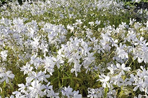 Phlox divaricata 'White Perfume' ca. 9x9 cm Topf - Waldphlox, weiße duftende Blüten, Blütezeit April-Juni, ideal für schattige Beete, bienenfreundlich