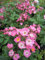 Rose Ballerina - Stammrose Ballerina - Moschata-Hybride
