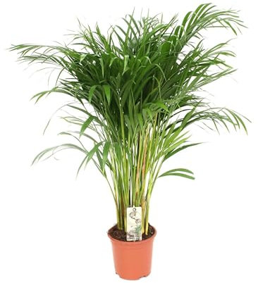 Areca Palm - Ø24 - Höhe 120cm