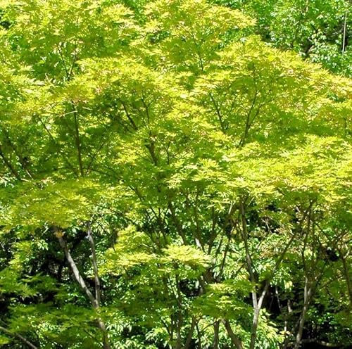 Hochstamm Fächerahorn Shigitatsu-sawa 40-60cm - Acer palmatum
