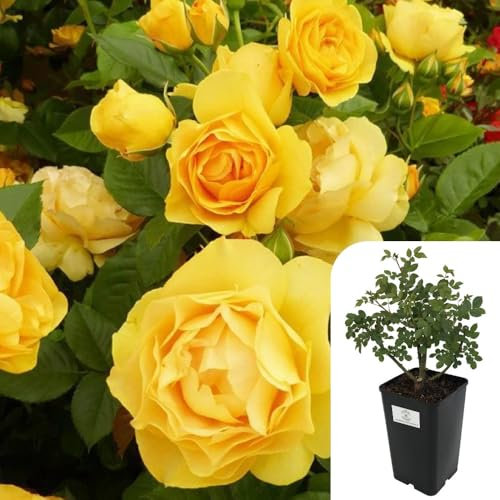 Potted Floribunda Rose - Arthur Bell | Fragrant Yellow Roses in 3L Pot | Award-Winning, Easy-Care, All-Year-Round Bloom -