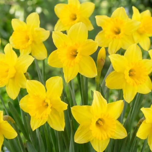 Narzissen Zwiebeln Winterhart Mehrjährig - Osterglocken Yellow Trumpet | 25 Blumenzwiebeln, Duftende Pflanzen aus Holland, für Garten und Topf (keine Samen, nicht künstlich)