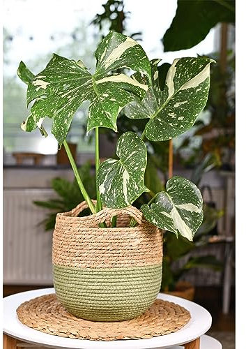 Monstera Deliciosa 'Thai Constellation' | 1x 12cm Pot | Unique Variegated Indoor Plant | Ideal for Home and Office Decor by Thompson and Morgan