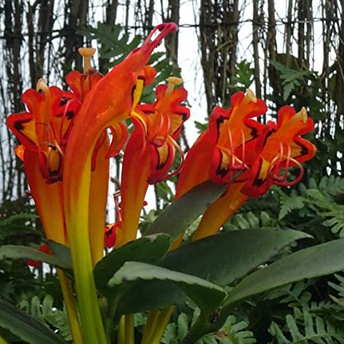 Aeschynanthus speciosus | Plug Plant