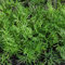 200 pcs Colakraut Samen, bio kräutersamen winterharte pflanzen, Artemisia abrotanum, Cola Kraut, pflanzen garten winterhart stauden winterhart kräutergarten exotische pflanzen blumensamen