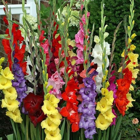 70 graines de fleurs de glaïeul