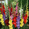 70 graines de fleurs de glaïeul