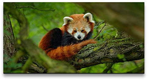 Paul Sinus Leinwandbild 120x60cm Süßer kleiner Roter Panda Flauschig Herzig Baum