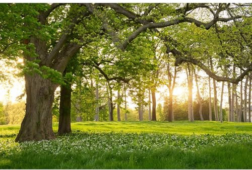 Spring Forest Park Photography Backdrop Blooming White Flowers Jungle Tree Garden Background Children Spring Outdoor Outing Art Portraits Photo Video Studio Props Vinyl Wallpaper Props Decor 7x5ft