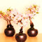 20 Samen Mini Rosa Sakura-Samen Schöne orientalische Kirsche Sakura Baum Bonsai duftend Kirschblüte leuchten Garten MultiColored