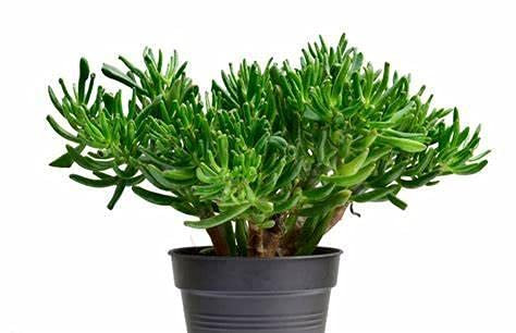 Crassula Hobbit Succulent House Plant in a 23cm Pot.