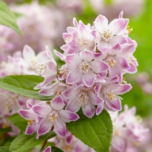 Plant Theory Raspberry Sundae Deutzia Deutzia Shrub Plant 2L Pot