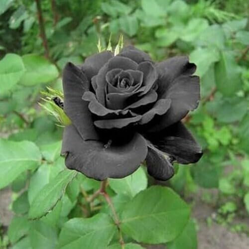 100 semi di rosa gigante nuova nera
